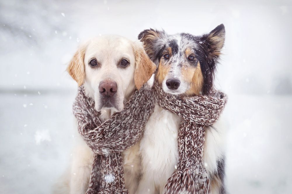 due cani con sciarpa nella neve