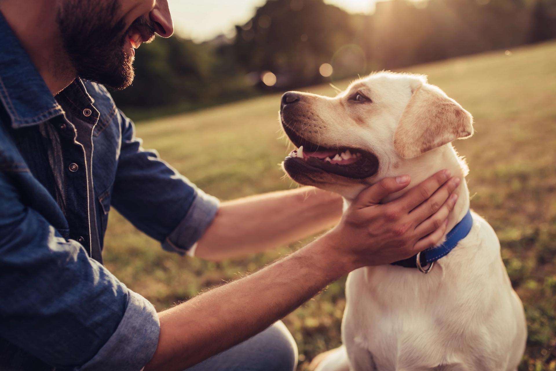 scambio di sguardi tra cane e padrone