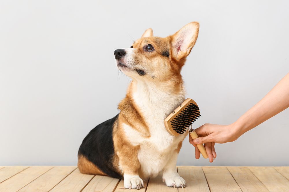 corgi viene spazzolato