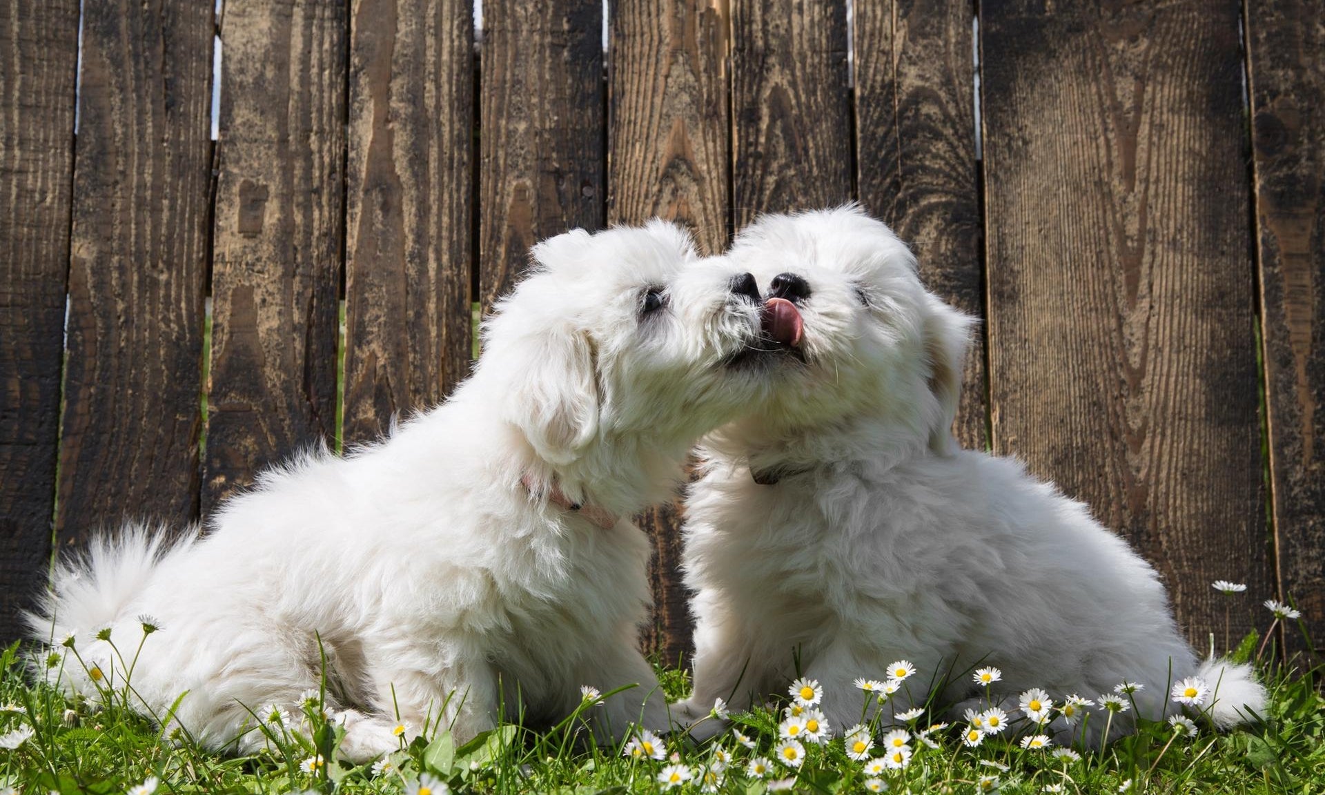 cuccioli di cane bianco si baciano