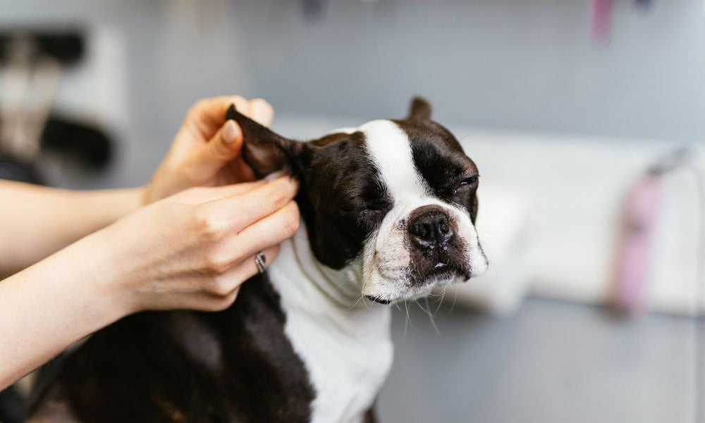 pulizia delle orecchie di un boston terrier