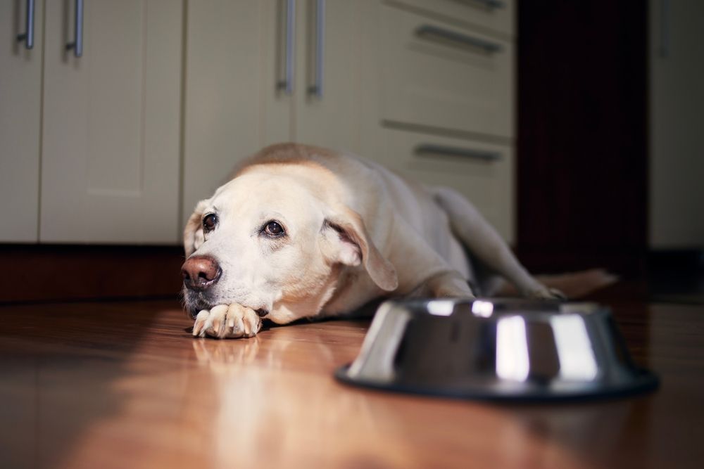 golden retriever sdraiato per terra non mangia ciotola di croccantini