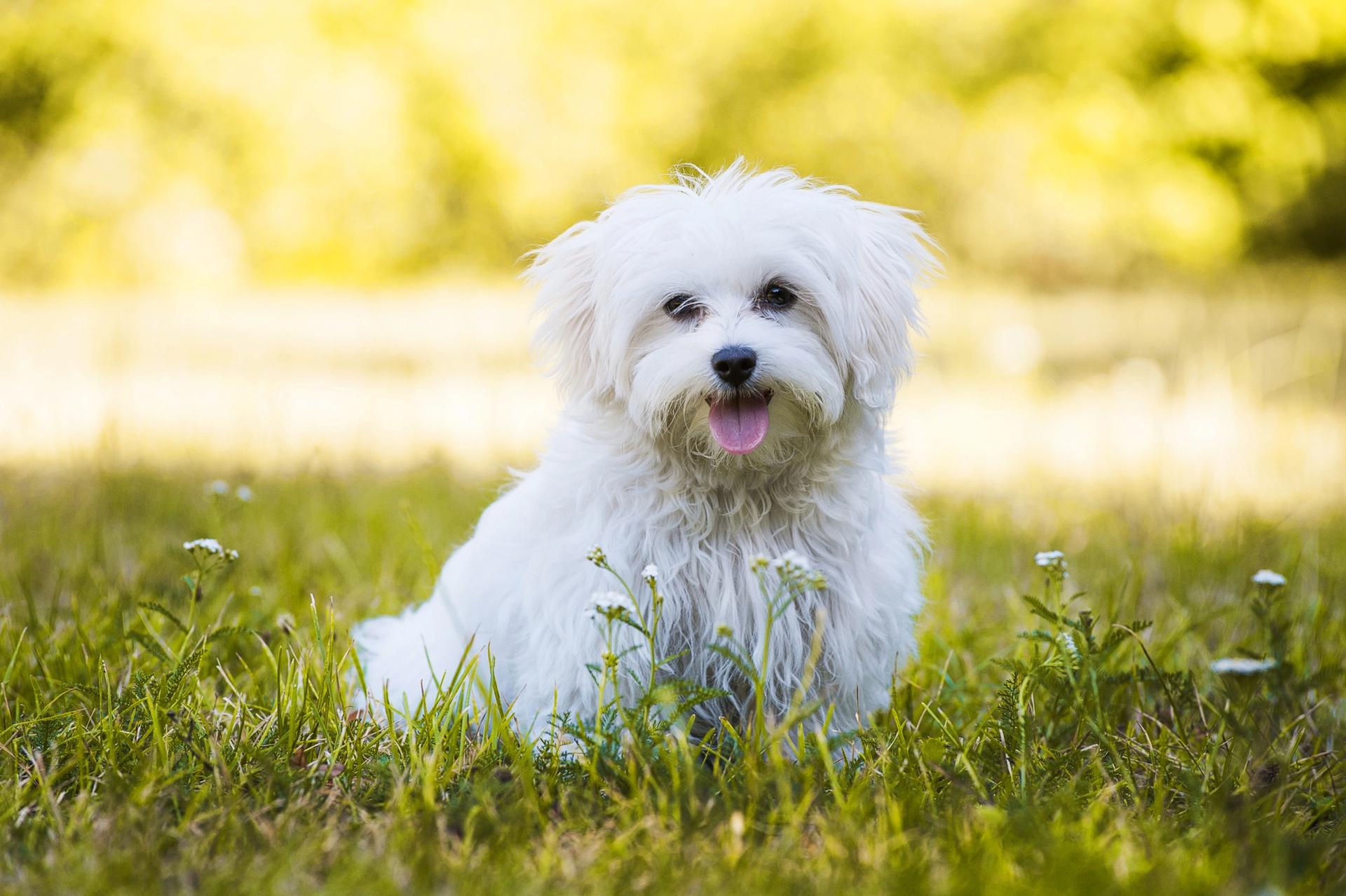 cane maltese in giardino