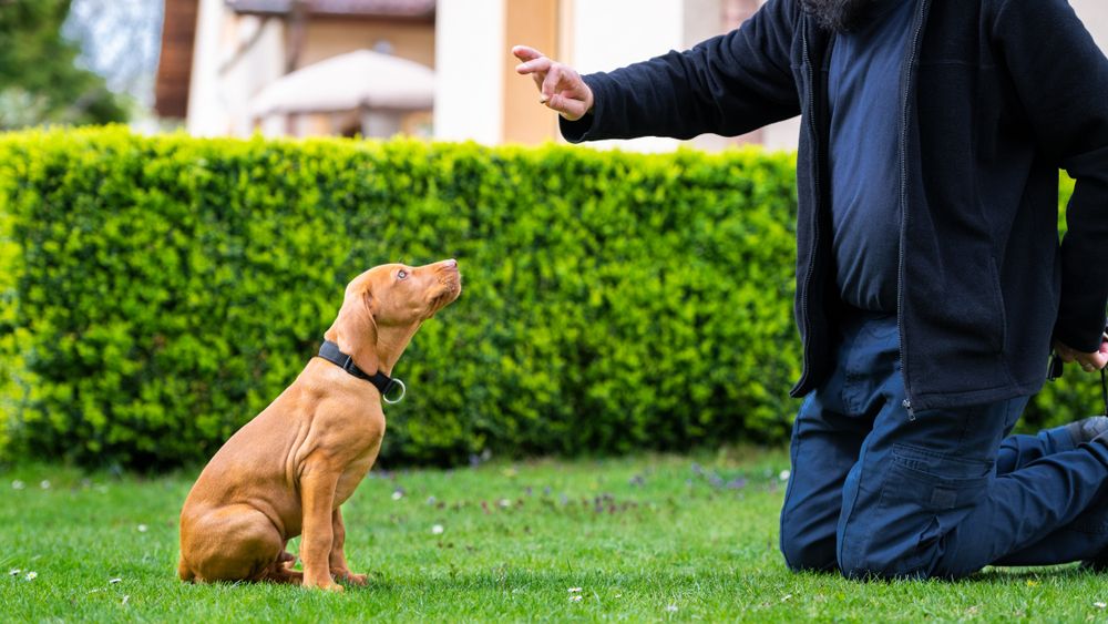 cucciolo di cane viene addestrato dal padrone in un prato