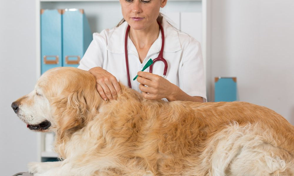 veterinaria somministra fiala di antiparassitario sul mantello del cane