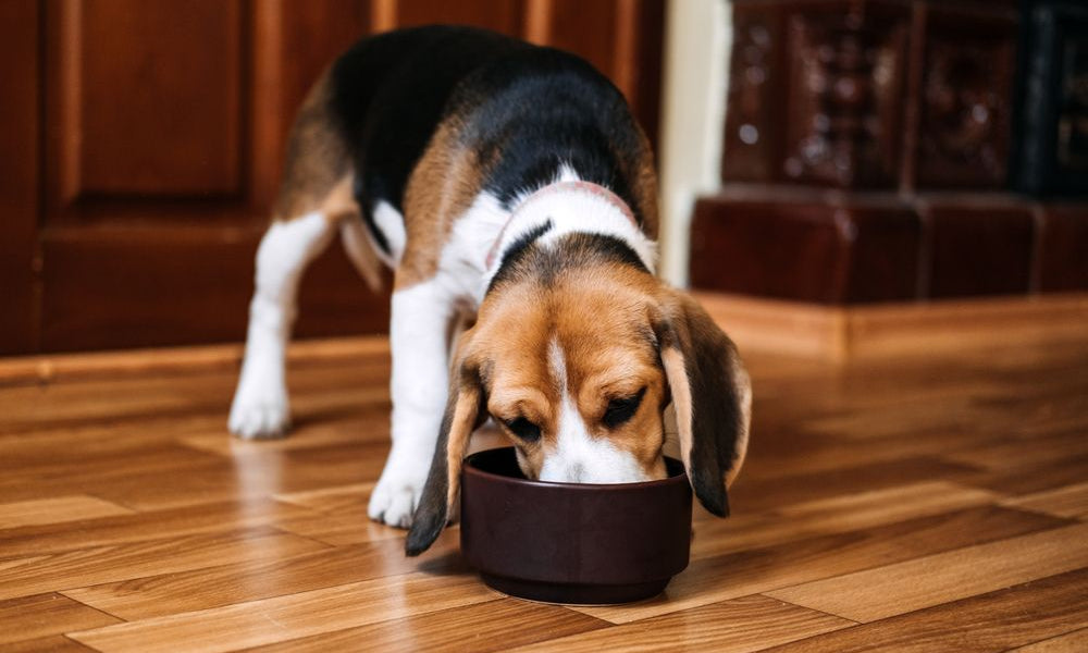 beagle mangia da una ciotola