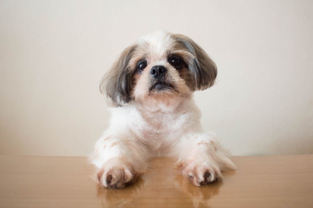 shih tzu