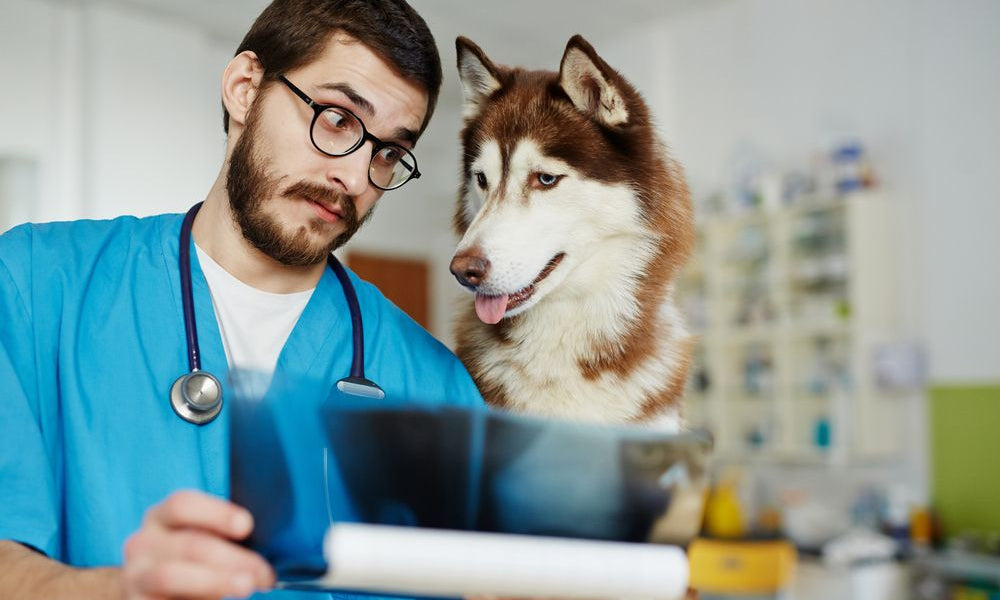 Veterinario guarda cartella clinica in compagnia di un husky