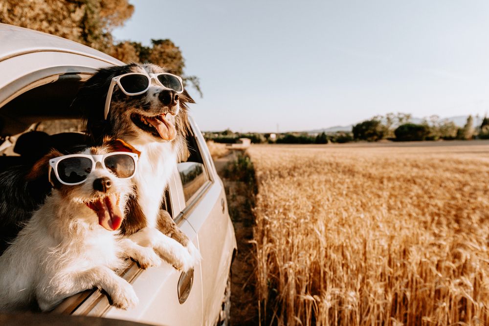 Jack russell e border collie dog guardando fuori dal finestrino dell'auto in estate