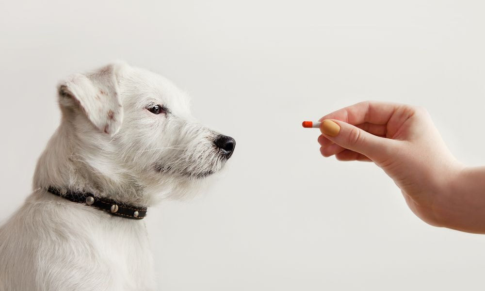 Jack Russell Terrier in attesa di ricevere la pillola dalla mano del proprietario o del medico