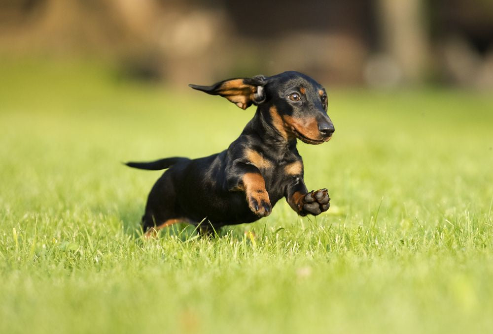 bassotto che corre in un prato