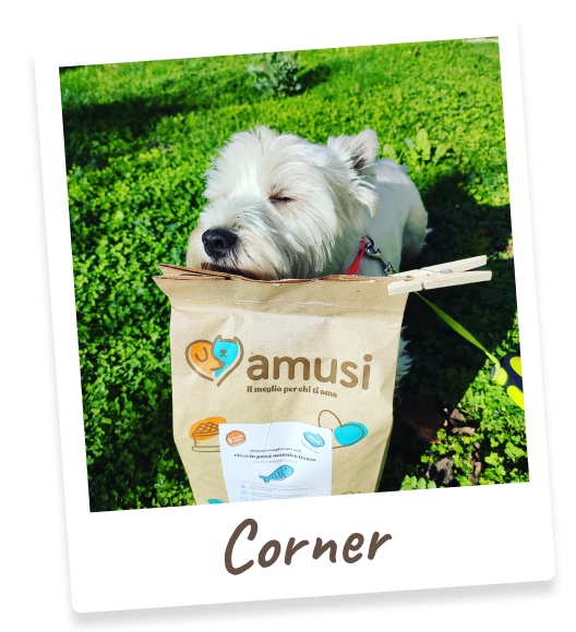 Foto di Corner, cane che mangia i prodotti amusi