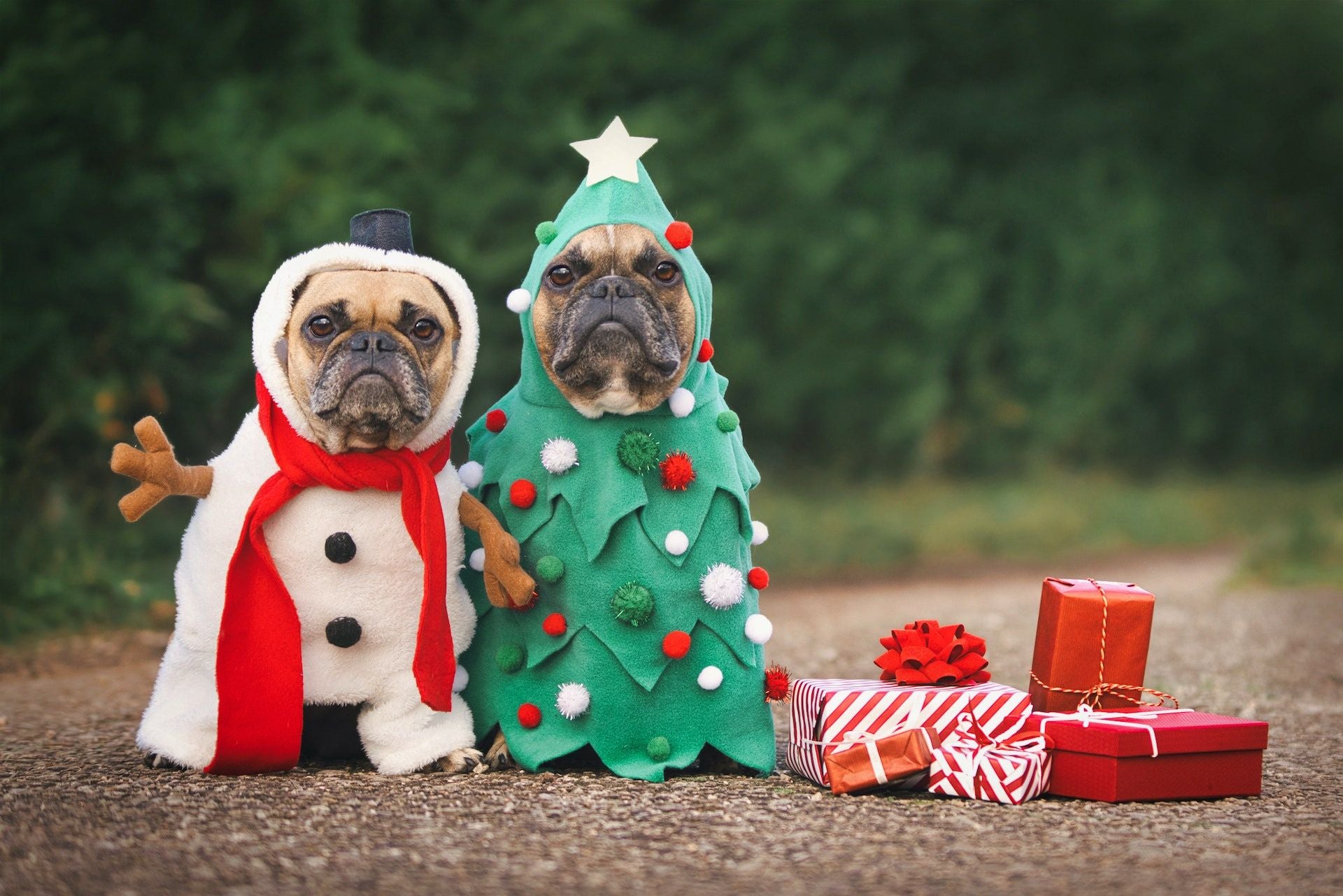 Cani pacchi di natale