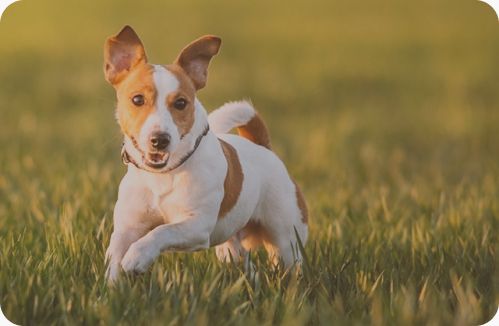 cane che corre nel prato