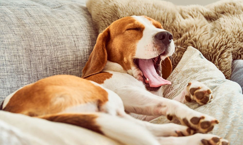 beagle sbadiglia sul divano
