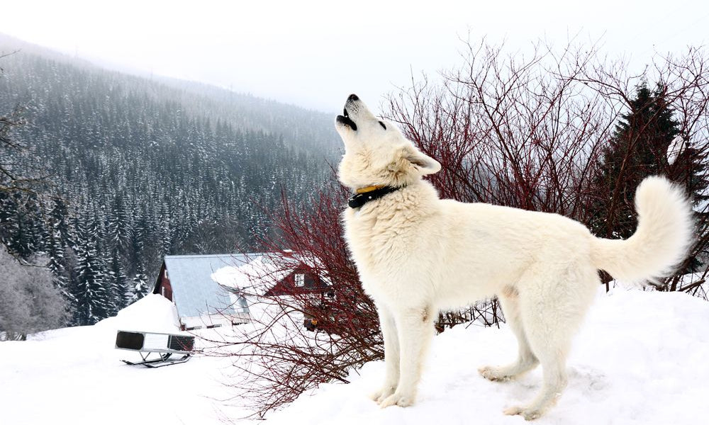 cane bianca ulula in mezzo alla neve