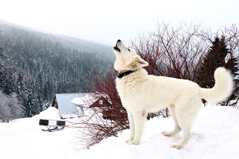 cane bianca ulula in mezzo alla neve