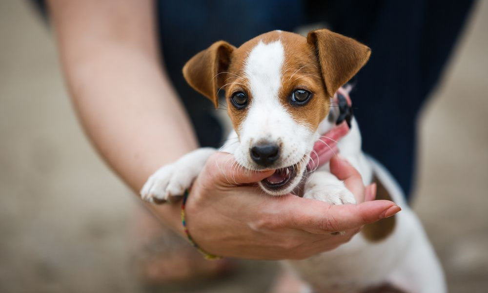 cucciolo di jack russell morde la mano alla padrona