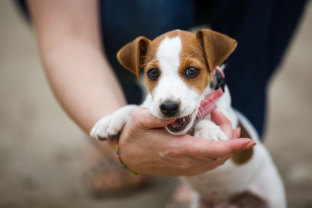 cucciolo di jack russell morde la mano alla padrona