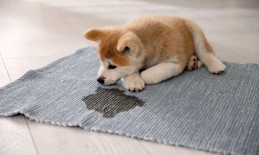 husky sul tappeto affianco a una macchia di pipi