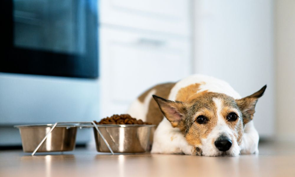 cane non mangia i croccantini