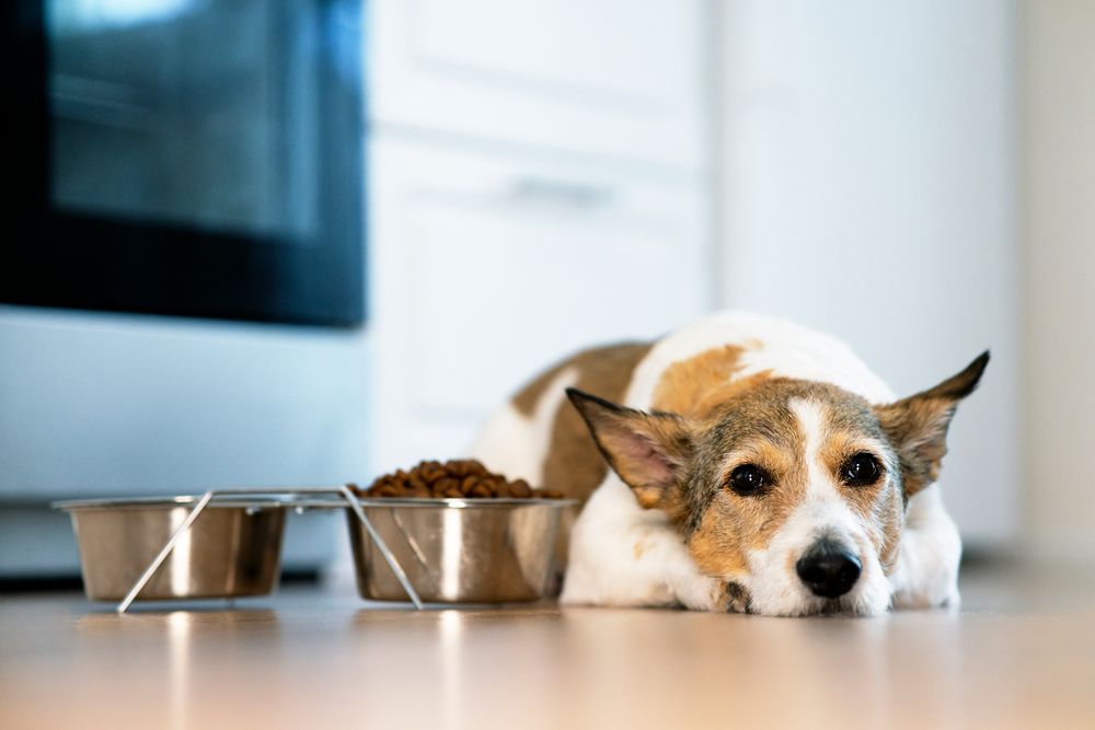 cane non mangia i croccantini