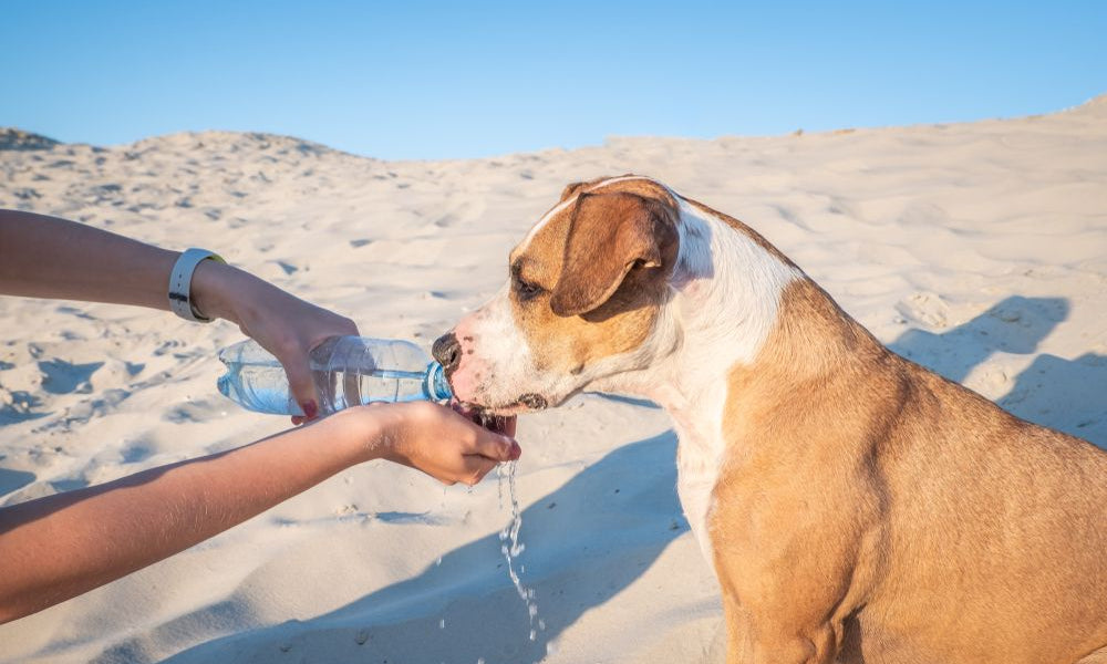 pitbull beve da una bottiglietta d’acqua in spiaggia