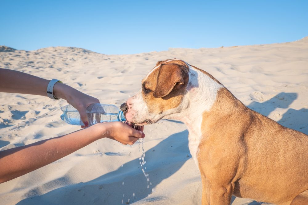 pitbull beve da una bottiglietta d’acqua in spiaggia