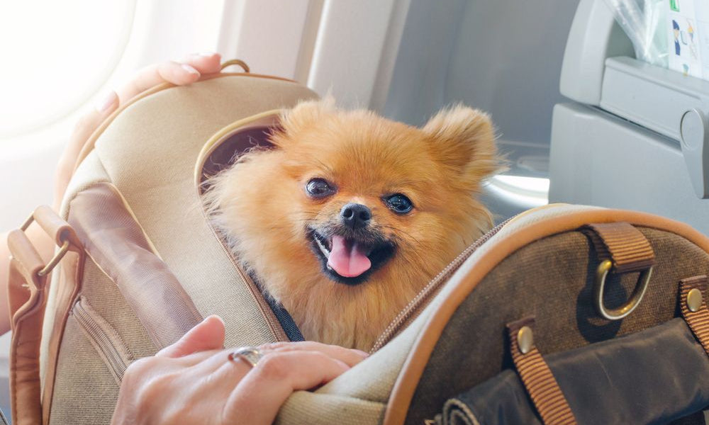 pomerania dentro una borsa