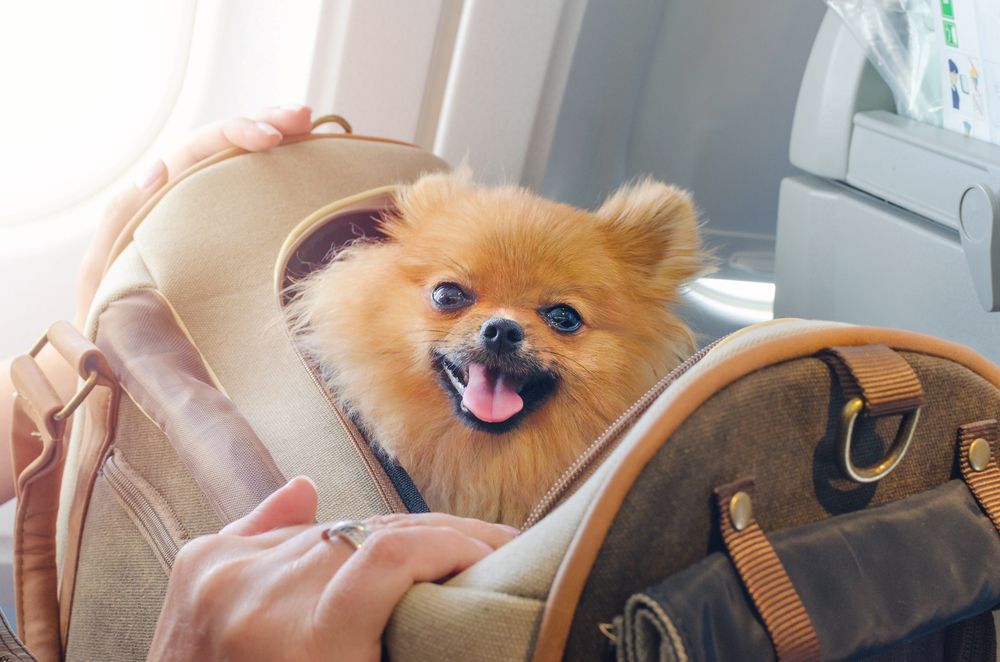 pomerania dentro una borsa