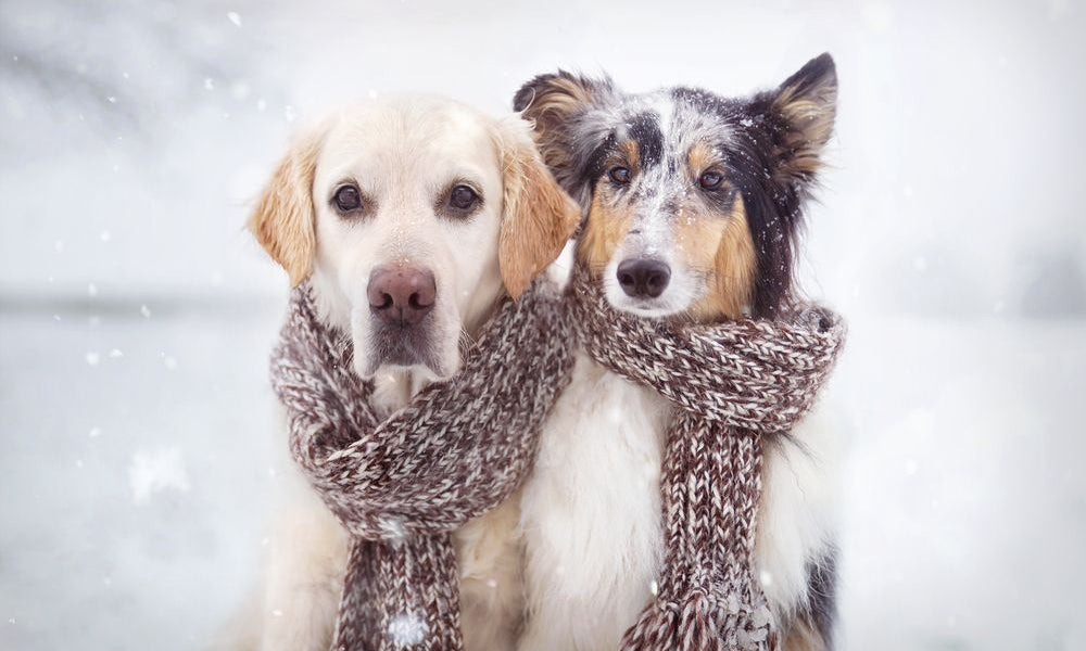  due cani con sciarpa nella neve