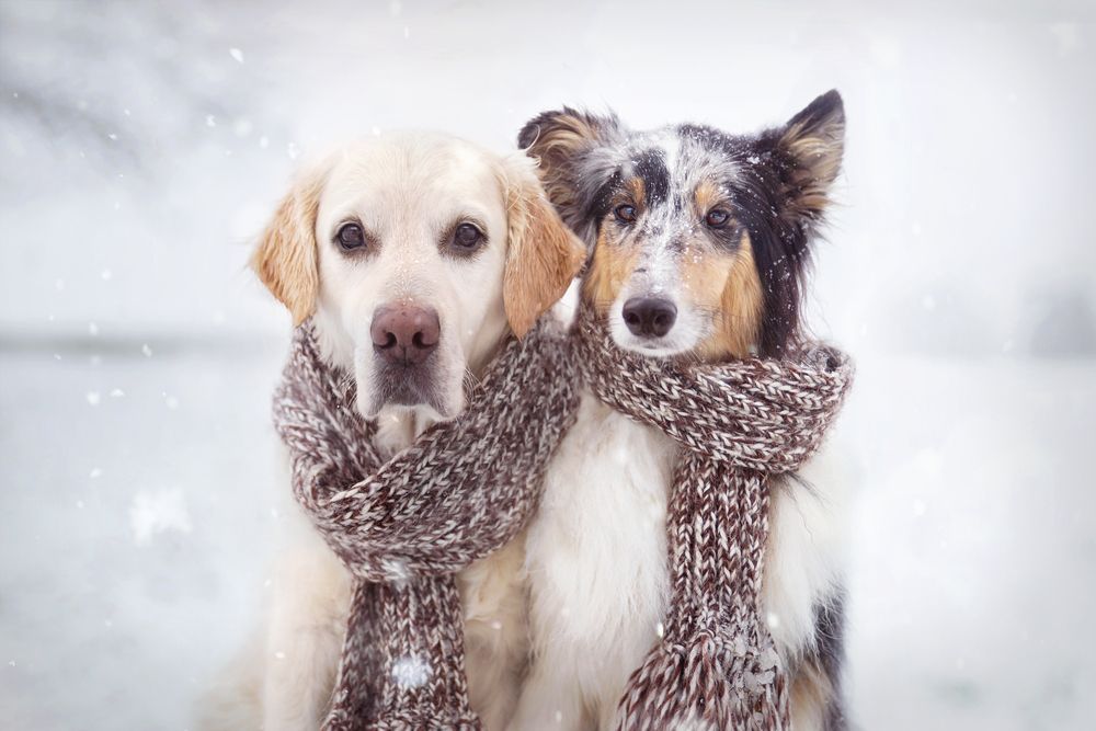  due cani con sciarpa nella neve