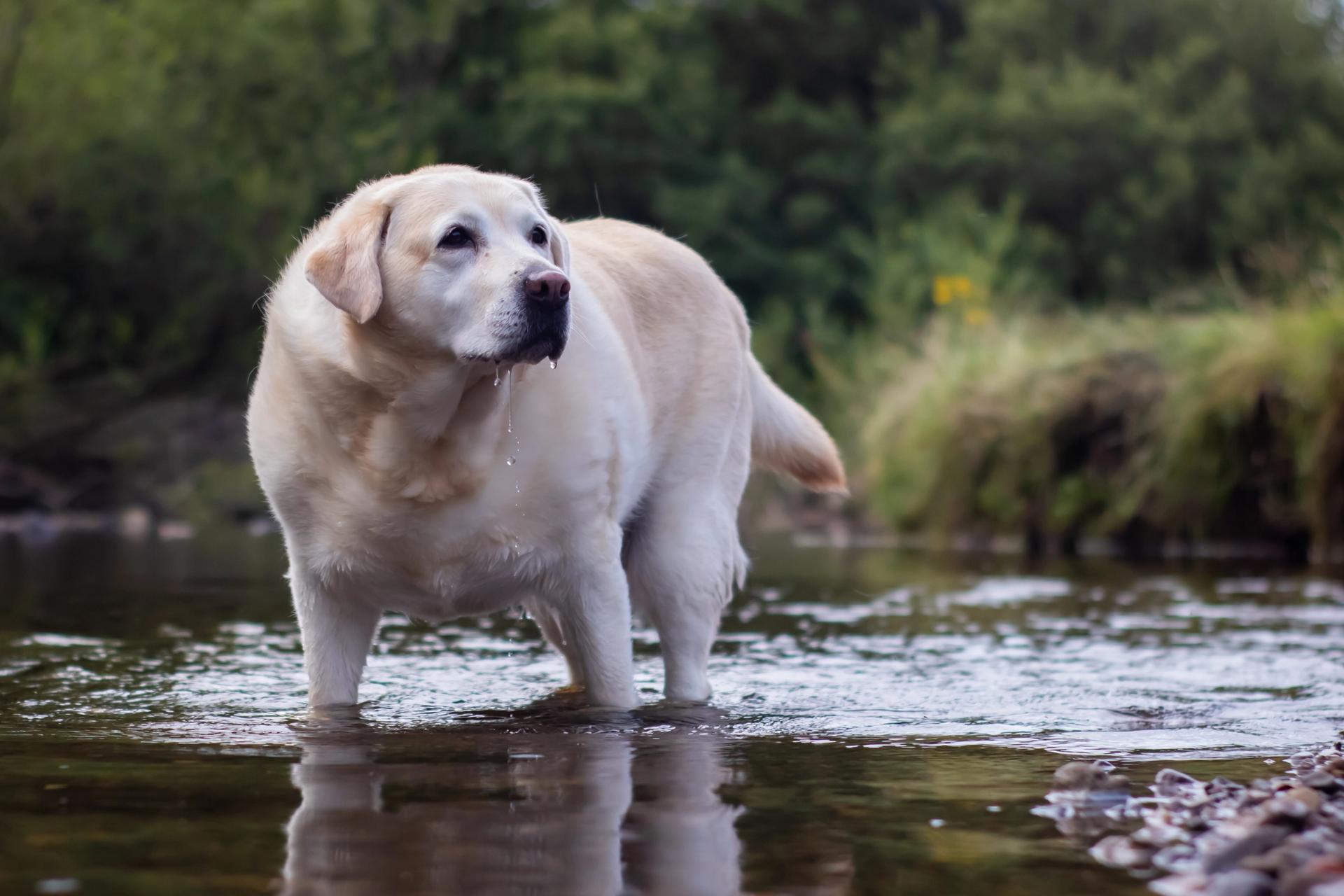 labrador in sovrappeso