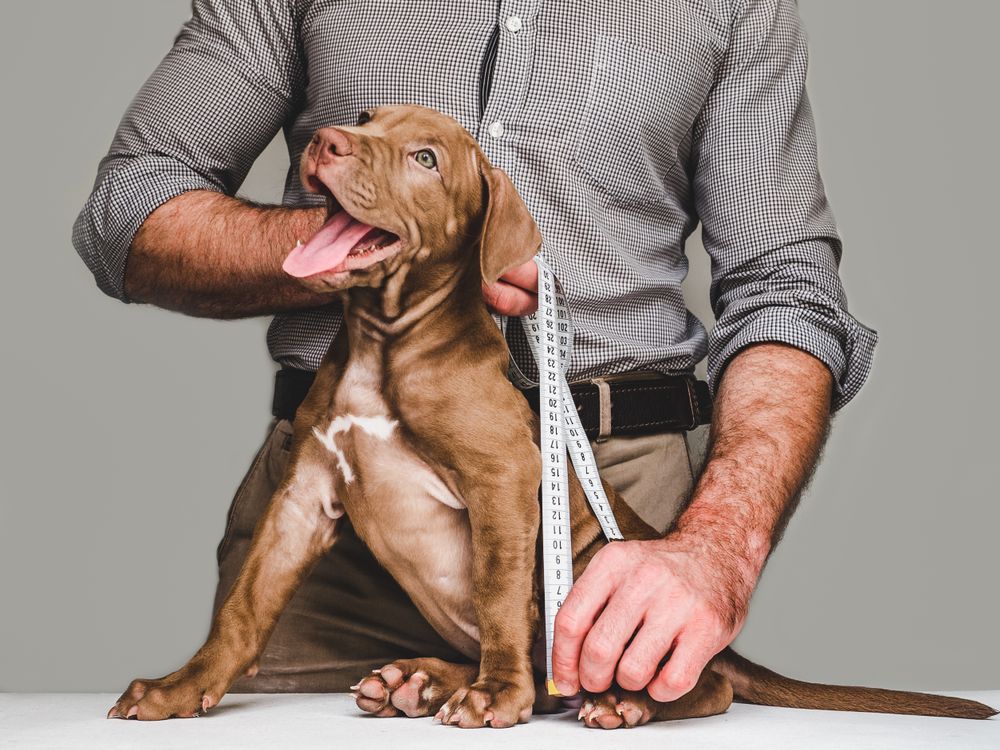 uomo prende le misure di un cane cucciolo