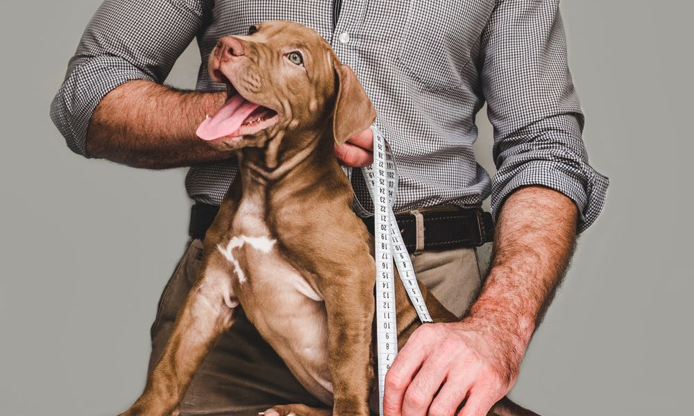 uomo prende le misure di un cane cucciolo