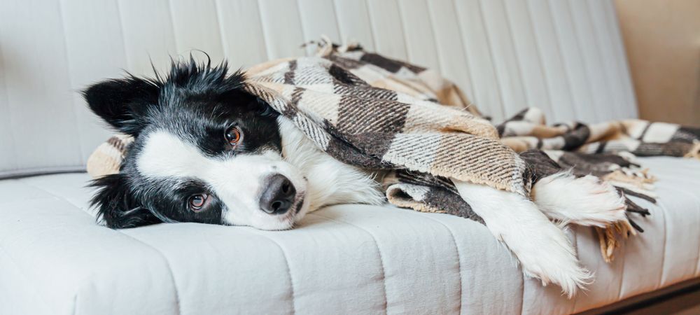 border collie avvolto in una coperta sul divano