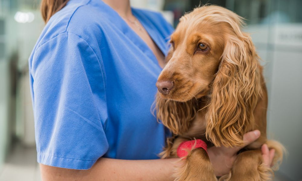 Veterinario che tiene un Cocker Spaniel