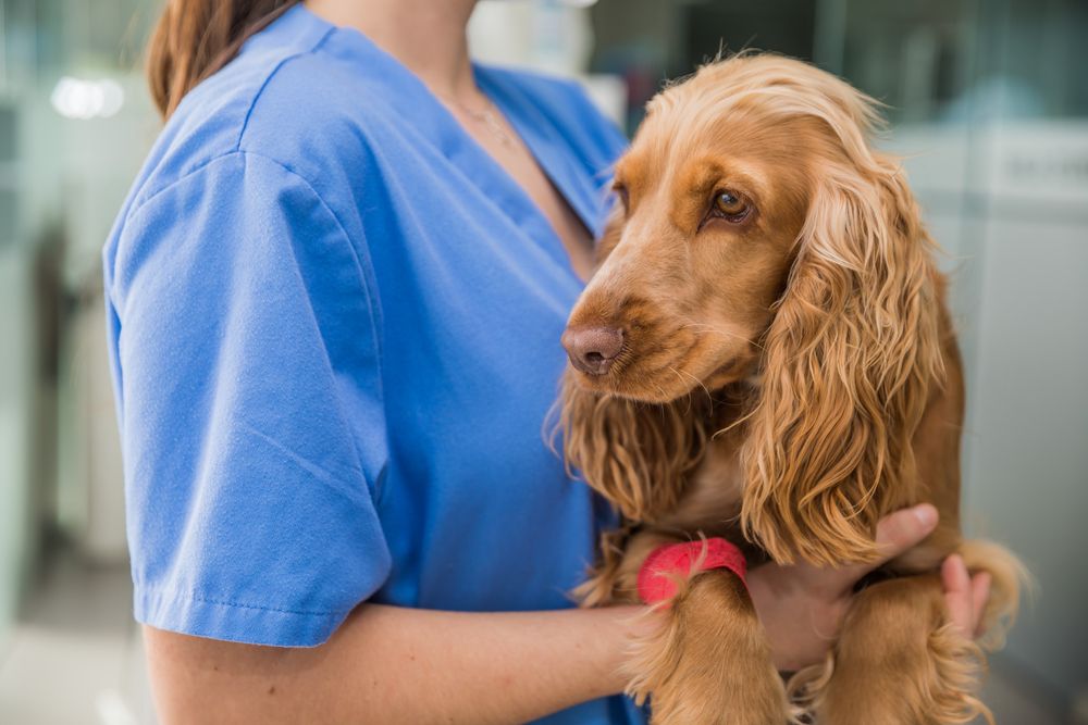 Veterinario che tiene un Cocker Spaniel