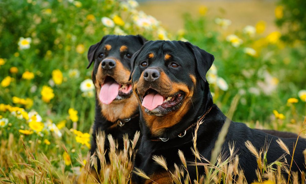 due rottweiler in un prato