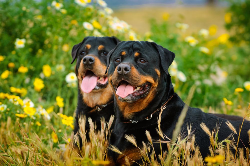 due rottweiler in un prato