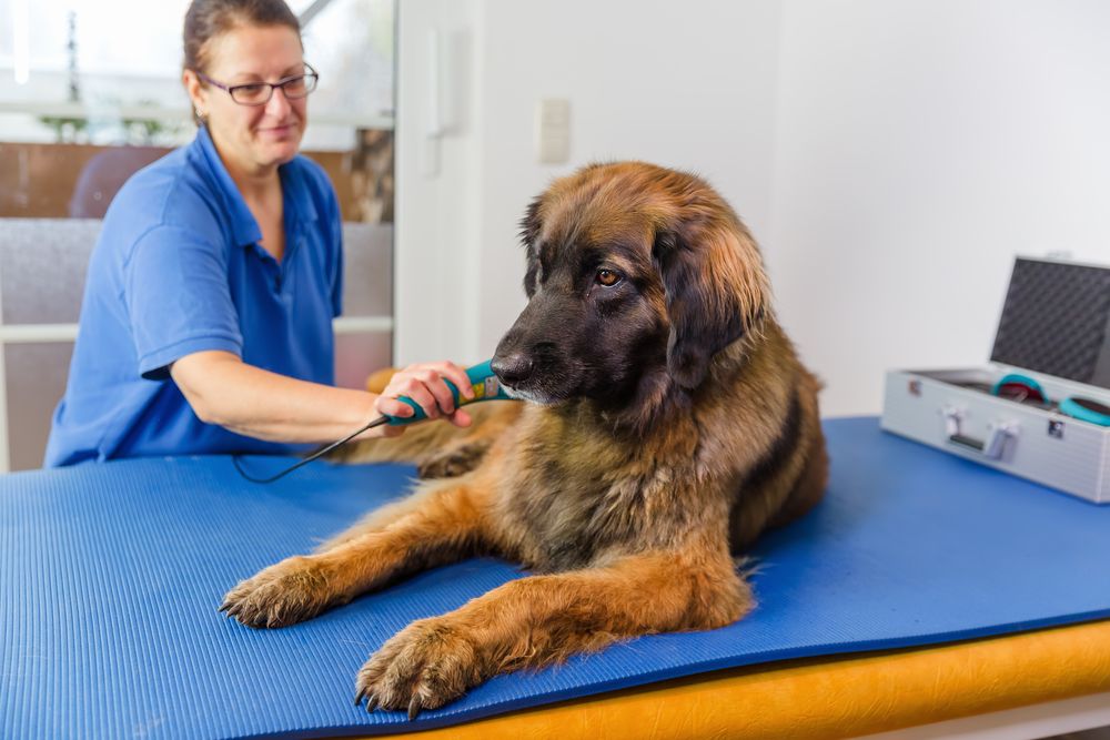 fisioterapista visita cane Leonberger in ambulatorio