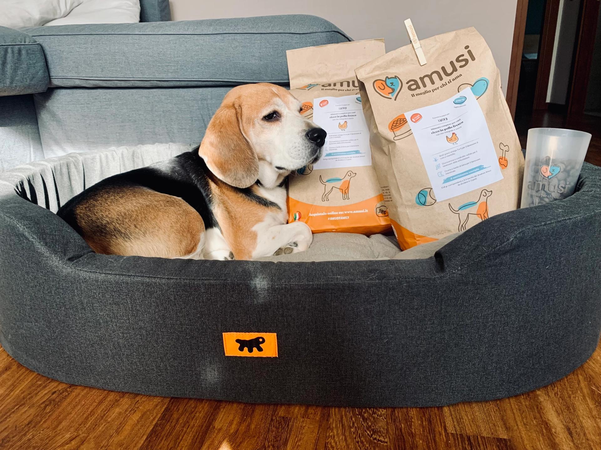 labrador con crocchette
