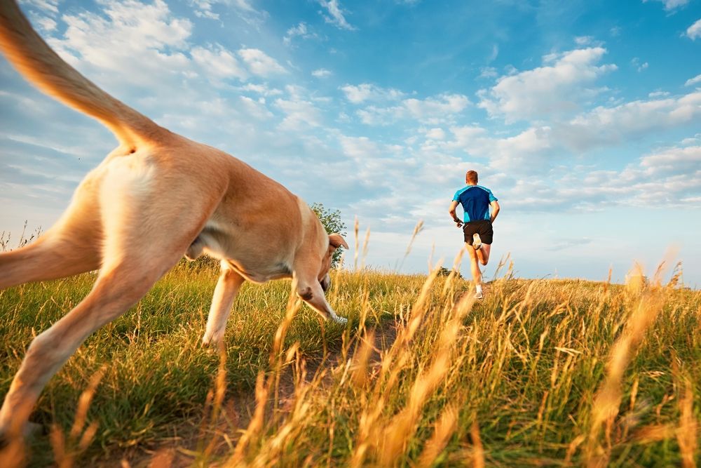 cane e uomo corrono in un prato