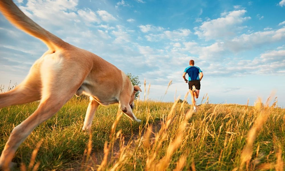 cane e uomo corrono in un prato