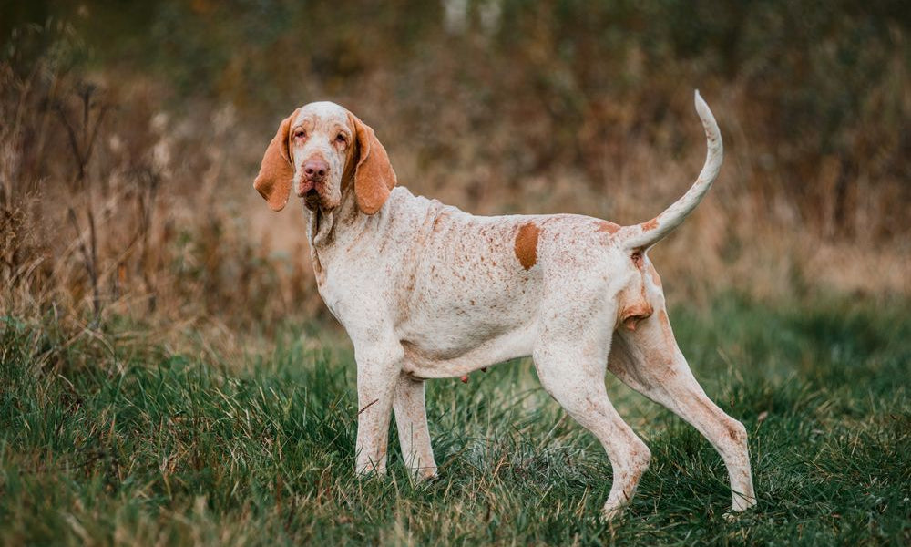 bracco italiano nella natura