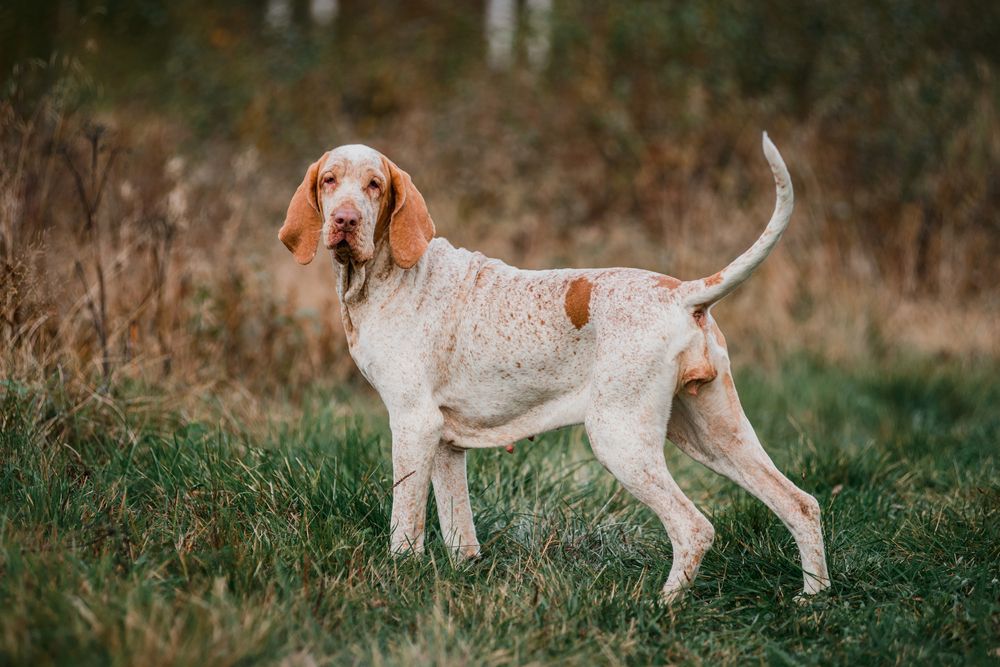 bracco italiano nella natura