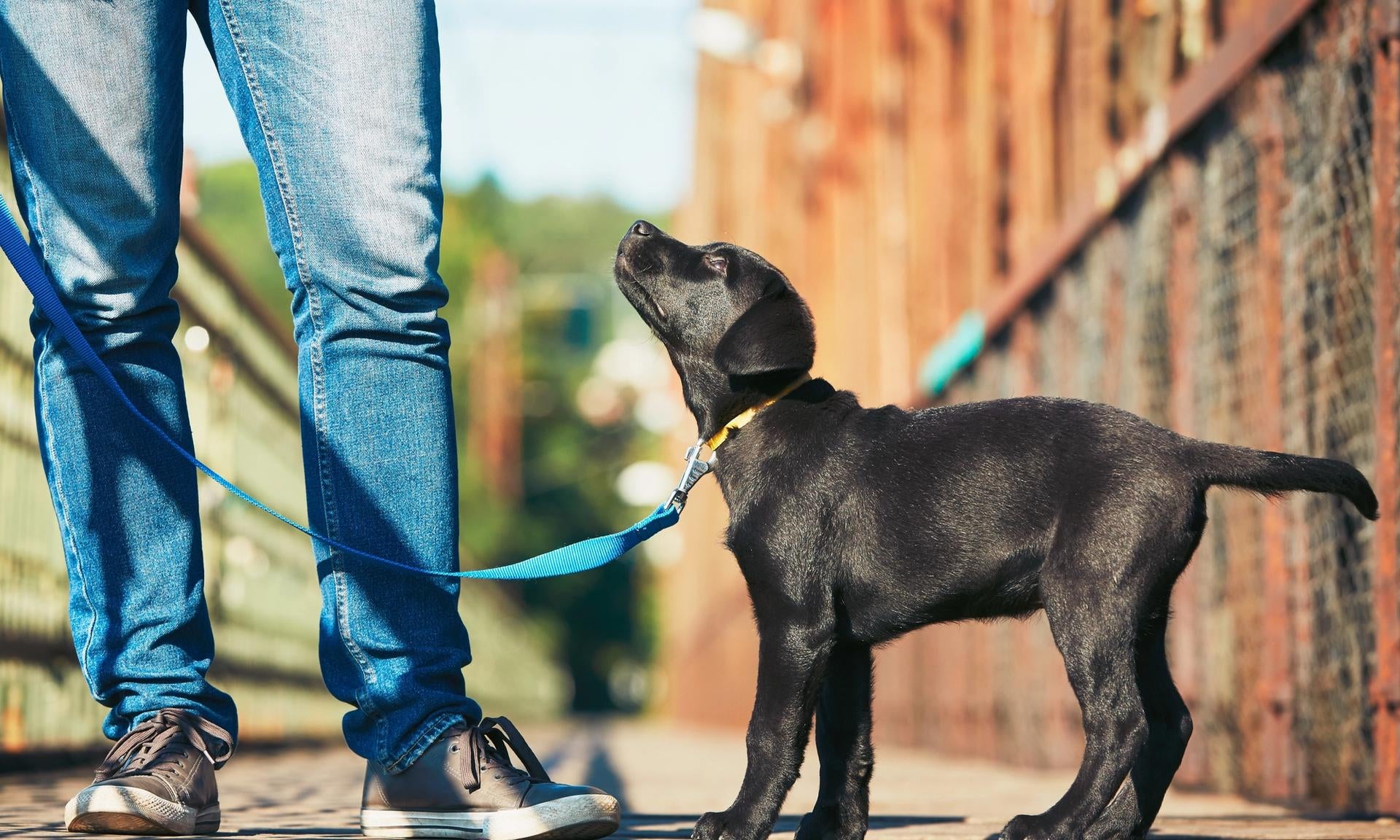 piccolo labrador al guinzaglio