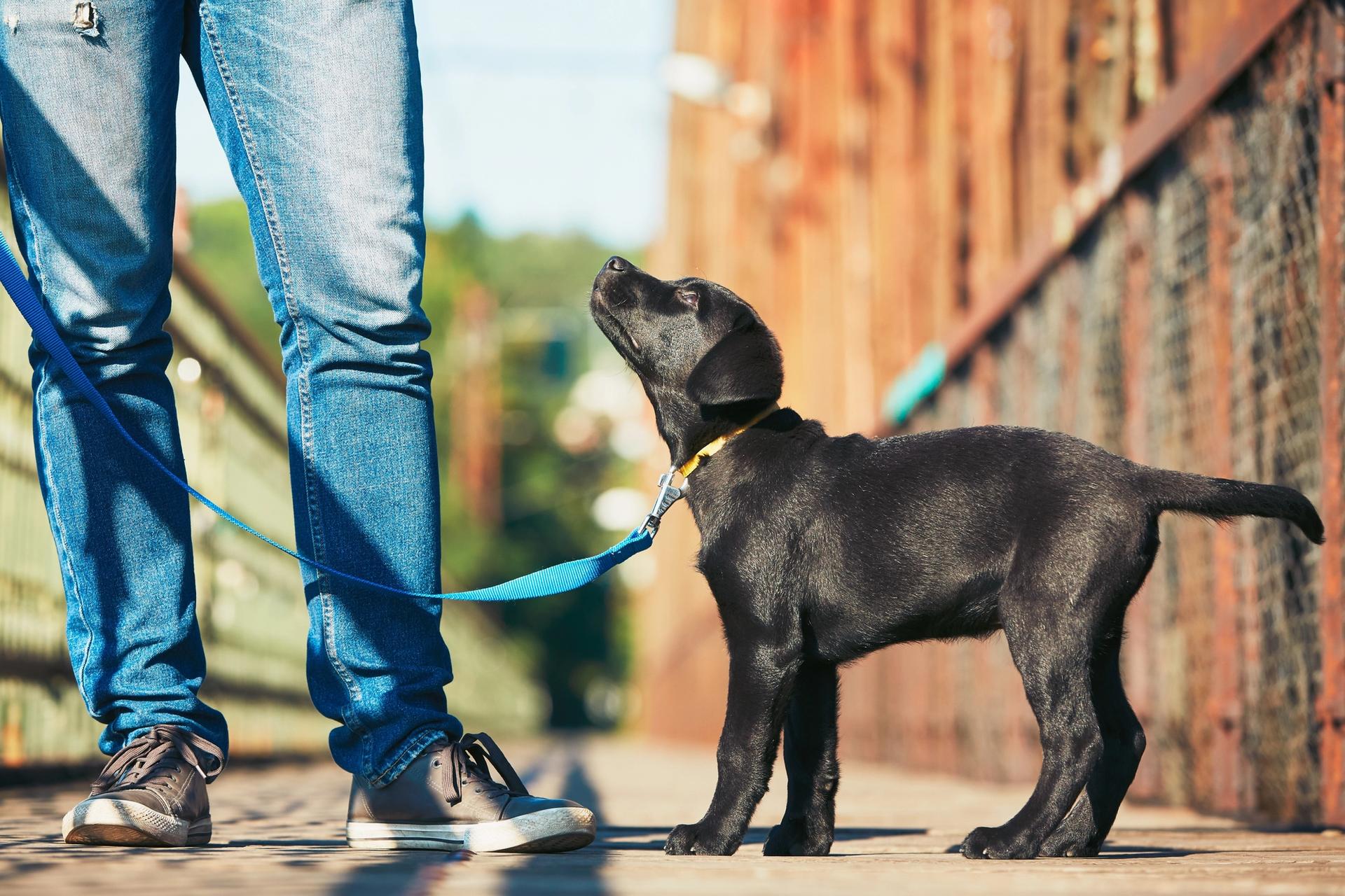 piccolo labrador al guinzaglio