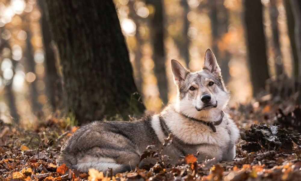 cane lupo cecoslovacco fra il fogliame autunnale