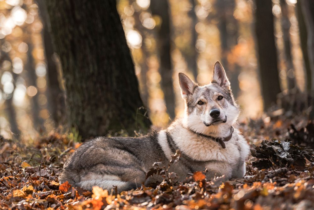 cane lupo cecoslovacco fra il fogliame autunnale